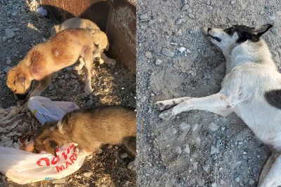 Sumqayıtda itlər kütləvi şəkildə zəhərləndirilir