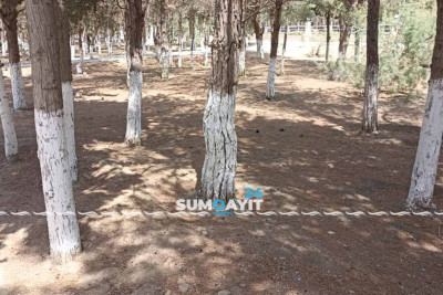 Şəhidlər xiyabanının ətrafındakı yaşıllıq ərazi uzun müddətdir ki suvarılmır