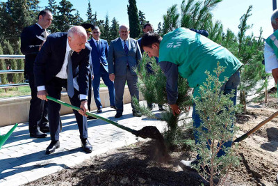 Sumqayıtın müxtəlif ərazilərində ağaclar əkilib