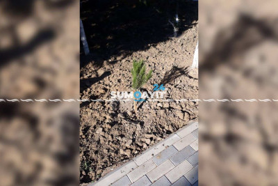 Şəhidlər xiyabanının önü yaşıllaşdırılır