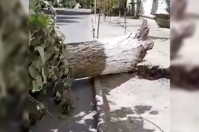 Aşan ağac qadının boynunu qırdı: ona heç bir qurum kömək etmir