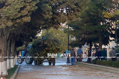 Sumqayıtda ağaclar budanıb