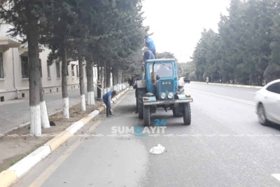 Səməd Vurğun küçəsində ağaclar budanır
