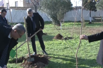 Alman məzarlığında 40 ədəd xan çinarı əkilib