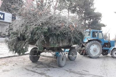 Sakinlər aparılan “budama” işlərindən narazıdırlar