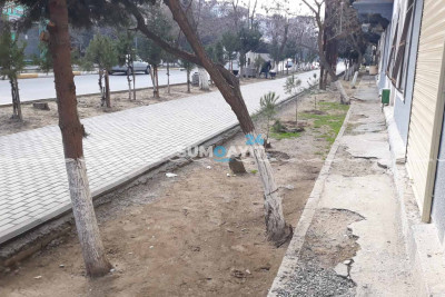 Sumqayıtda ağacların qanunsuz kəsilməsini prokurorluq araşdıracaq