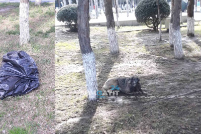 Heydər parkında itləri zəhərlədilər