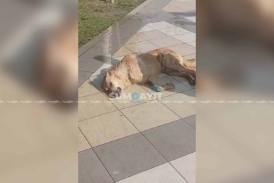 Qurumlar küçə itləri probleminə niyə göz yumur?