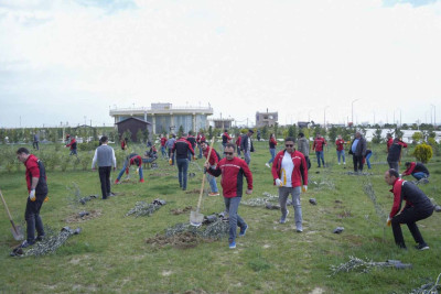 Şirkət əməkdaşları Sumqayıtda zeytun ağacları əkiblər