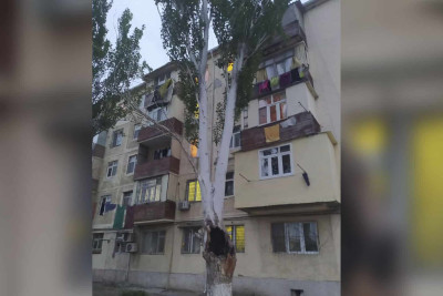 5-ci mikrorayonda ağac hər an aşa bilər