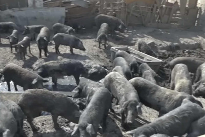 Saray qəsəbəsində “donuz” problemi yaranıb