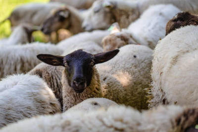 Qurbanlıq heyvanların satışı və kəsimi məntəqələri bu ünvanlarda fəaliyyət göstərəcək