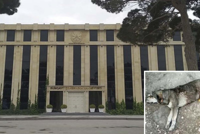 İcra hakimiyyəti itlərin öldürülməsindən sonra hərəkətə keçib