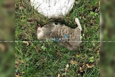 Sumqayıtda pişiyin başını kəsib, yolun kənarına atıblar