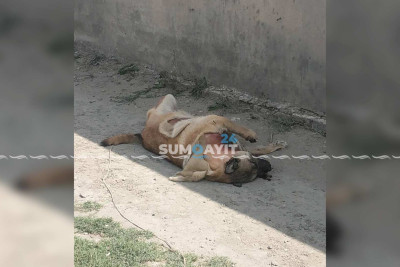Sahibsiz itə qarşı amansız rəftar: dərisi soyulub