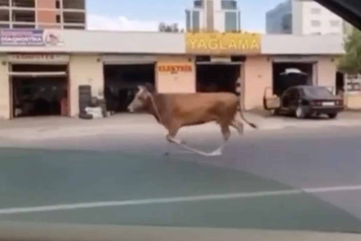 Sumqayıtda inək ipdən açılaraq yola çıxıb