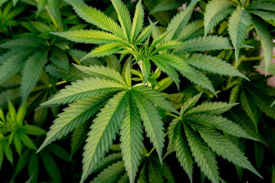 Keçmiş məhbusda marixuana tapılıb