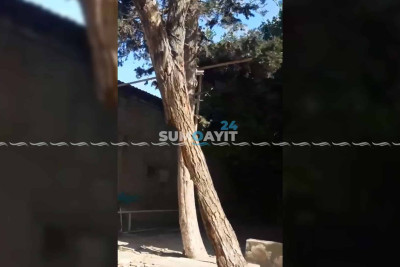 Kötüyü boş iri ağac küləkdən yellənir