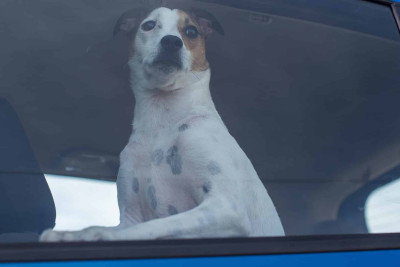 Ceyranbatanda 2 minlik it oğurlanıb