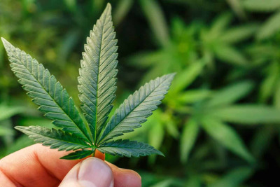 Keçmiş məhkum marixuana ilə tutulub