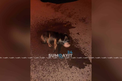 Sumqayıtda itlər gecəyarı öldürülüb