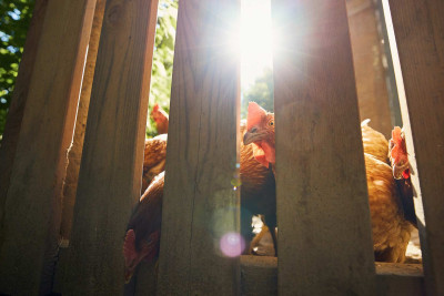 Novxanıda quş və diş oğrusu saxlanılıb