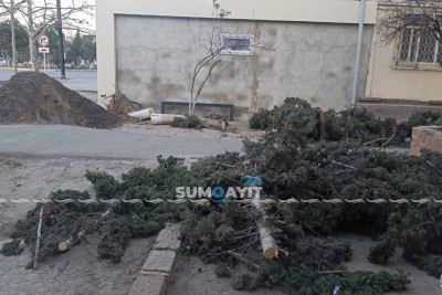 Daha 2 ağac tikinti işlərinin qurbanı olub