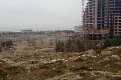 Şam ağacları təhlükədədir