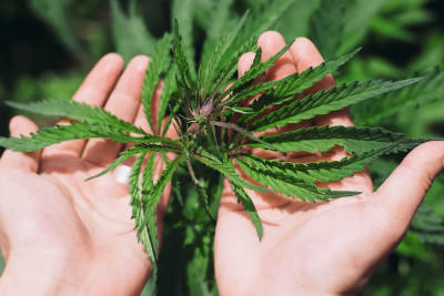 Sumqayıt sakinindən 435 qram marixuana tapılıb