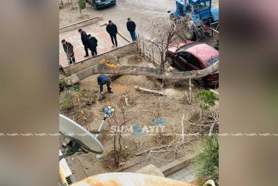 Sumqayıtda qurumuş ağac avtomobilin üstünə düşüb