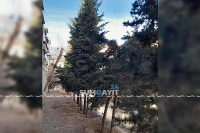 Cavan ağacların qırılma təhlükəsi var