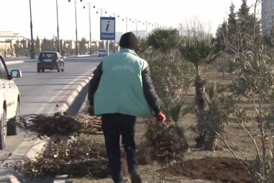 Prospekt və iki küçədə qızılgül kolları əkilib