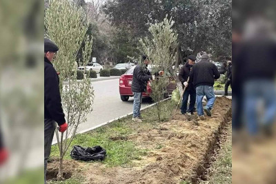 Şəhər ərazisində 1000 ağac əkilib
