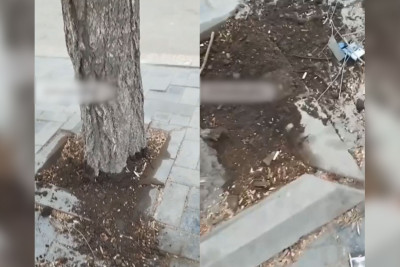 Sumqayıtda yaşlı ağaclar qurudulur – İDDİA