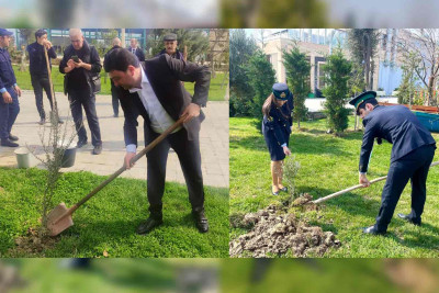 Qurum əməkdaşları bulvarda ağaclar əkiblər