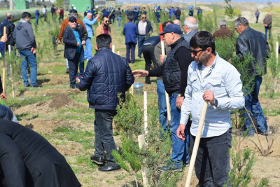 “Azərikimya”da 1000 ədəd müxtəlif növ ağac əkilib