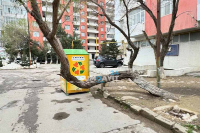 Yaşıllaşdırma idarəsindən qəzalı ağacla bağlı “peşəkar” çıxış yolu