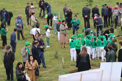 Sumqayıt bulvarında müxtəlif ağaclar əkilib