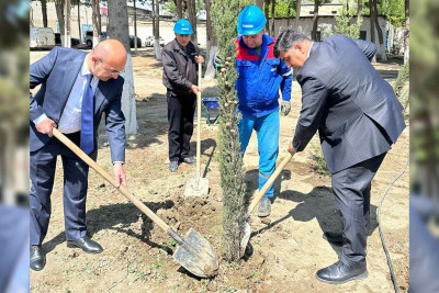 Nasos stansiyası ərazisində 101 ədəd ağac əkilib