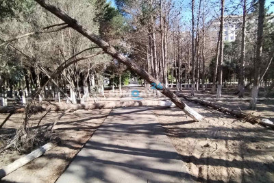 Nəsimi parkındakı 261 quru ağac götürüləcək