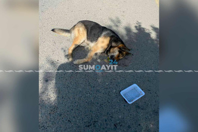 Sumqayıtda cins iti zəhərləyib öldürdülər