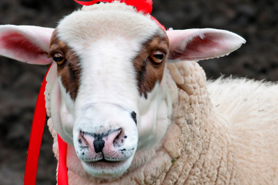 Sumqayıtda iki ünvanda qurbanlıq heyvan satılacaq