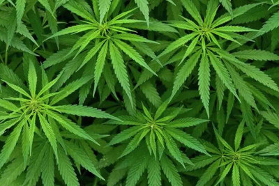 Sumqayıtda vətəndaşda 1 kiloqram marixuana tapılıb