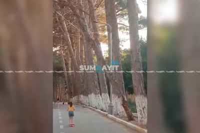 Qurumuş ağac istirahət edənlərə təhlükə yaradır