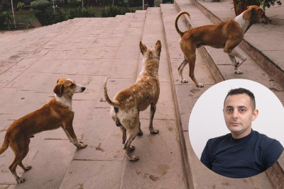 Küçə itlərindən qorunmağın yolları - KİNOLOQ MƏSLƏHƏTİ