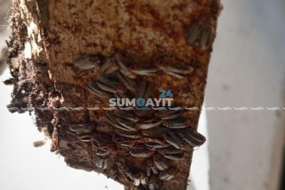 Sumqayıtdakı bit-birəli məktəbi bu dəfə həşəratlar basıb - QALMAQAL