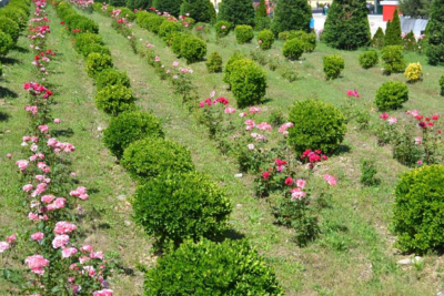 Sumqayıtın yaşıllaşdırılmasına 315 min manat xərclənəcək - TENDER