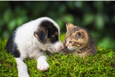 Heyvanlarla zülm edənlər CƏZALANDIRILACAQ