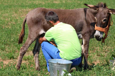 Bir sıra xəstəliklərin dərmanı olan eşşək südü Novxanıda satılır