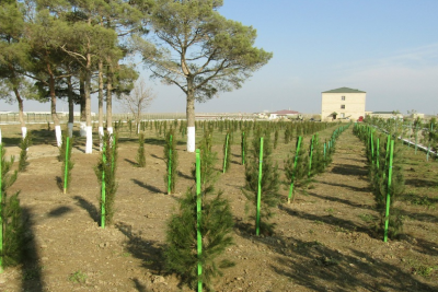 10 gün ərzində ölkədə 1 milyondan çox ağac əkiləcək